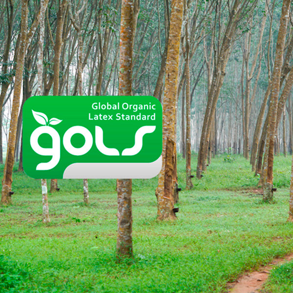 Rubber tree forest with our GOLS Certification logo inset  Global Organic Latex Standard