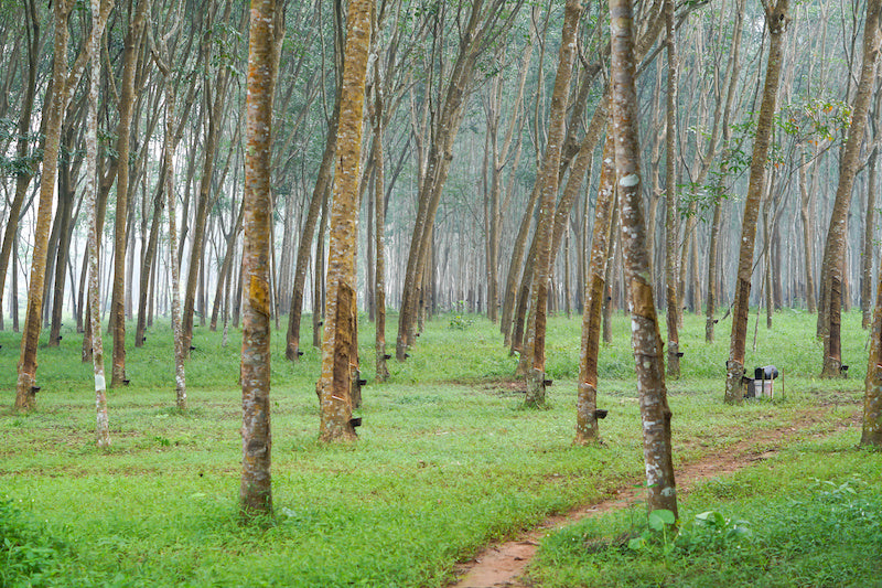 Rubber Tree Forrest Image illustrating what a rubber tree farm looks like