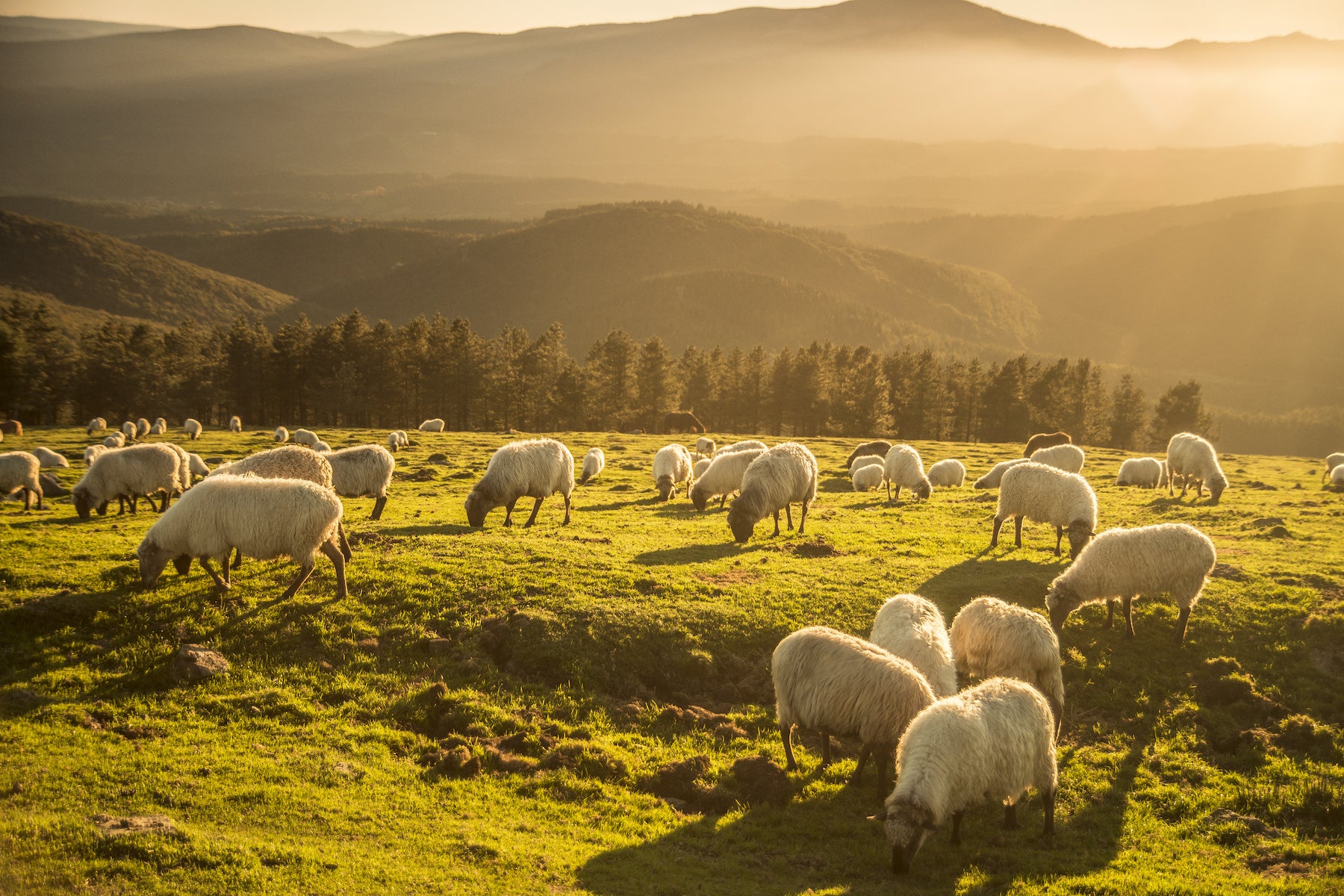 Sheep In Field Harvest Image