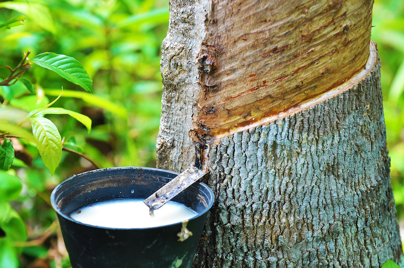 Harvest Latex being tapped directly from an actual rubber tree