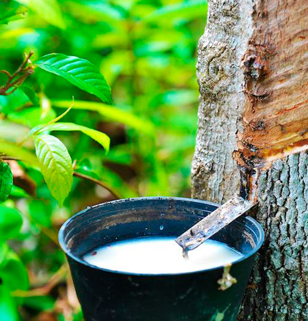 closeup of rubber sap being collected in a pot directly from a rubber tree