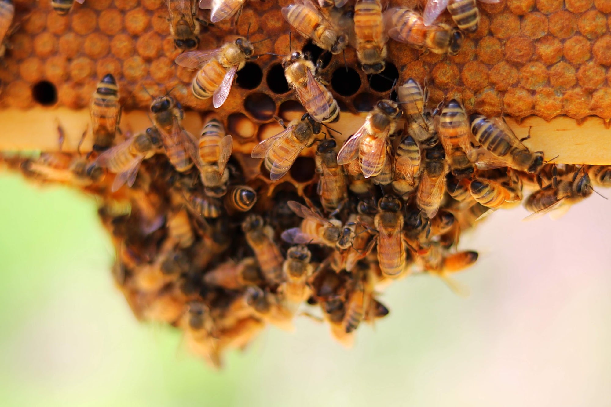 Bees Harvesting Honey Closeup Image