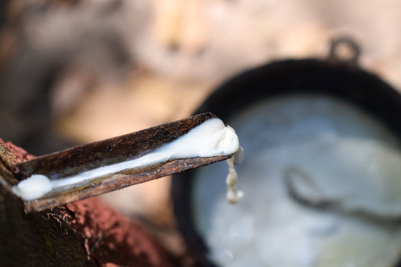 Latex rubber sap being poured into a collection pot