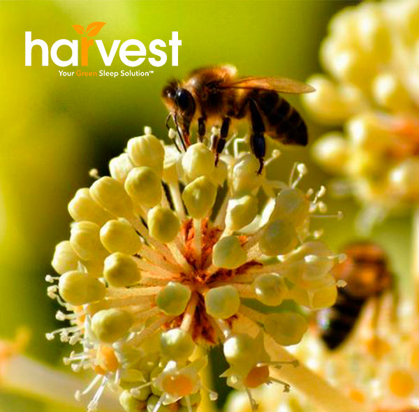Close up of a bee pollinating a plant