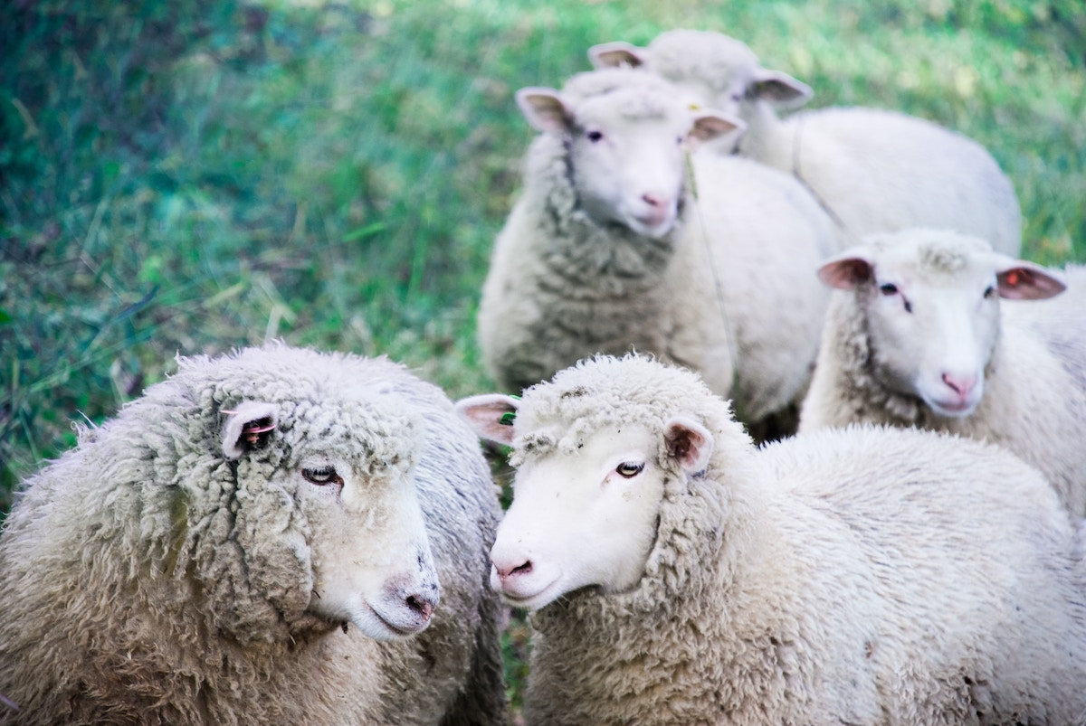 Sheep In the Wild Image
