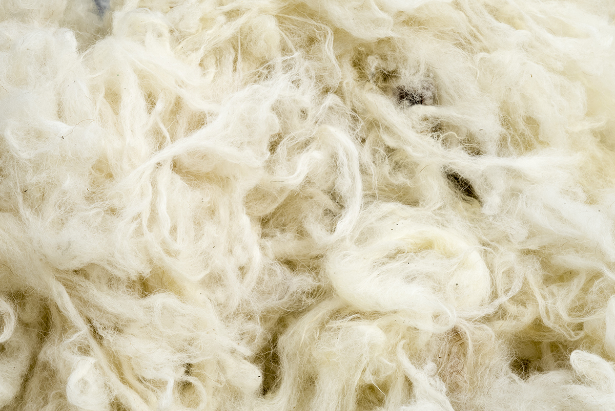 Organic Wool Closeup Image